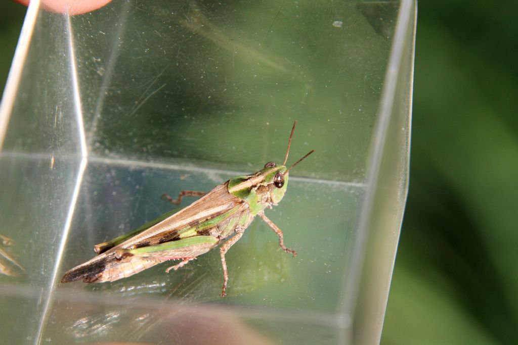 Aiolopus thalassinus?